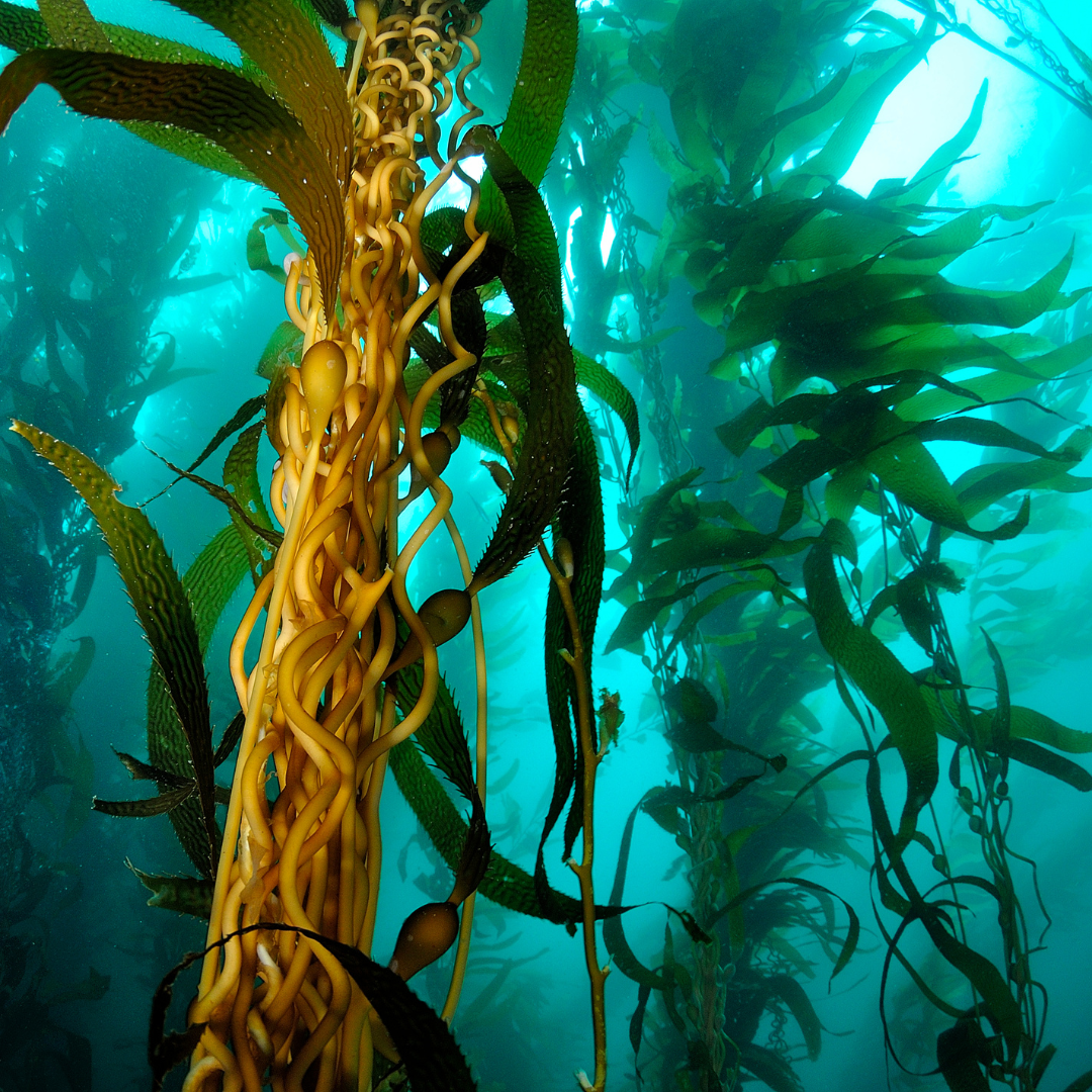 Let's Talk About Atlantic Kelp