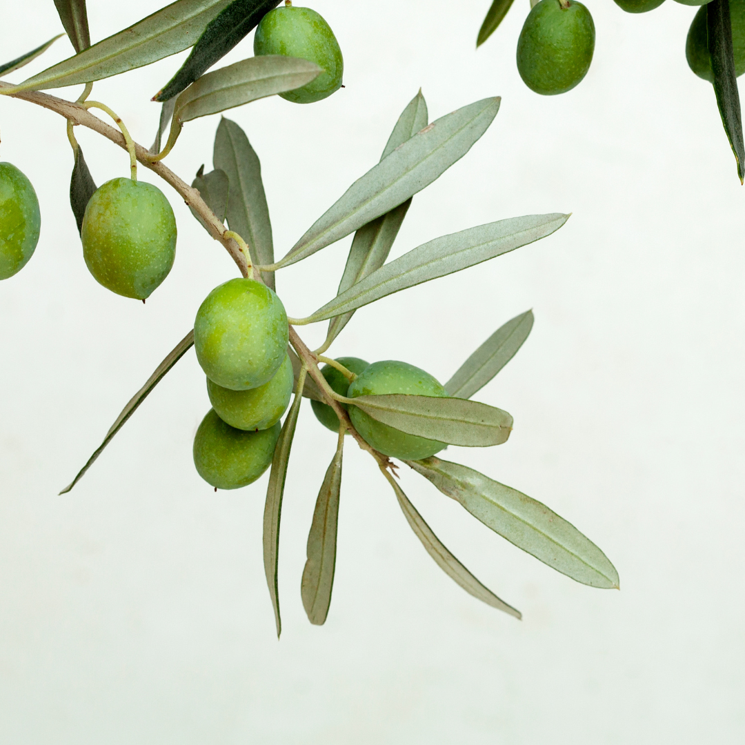 All About Olive Leaf Powder