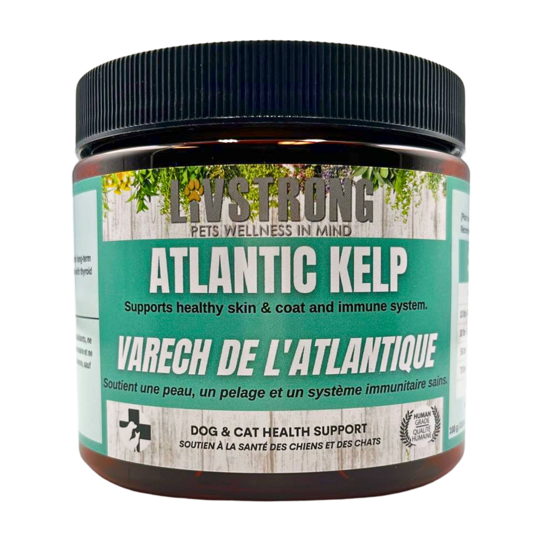 Atlantic Kelp video