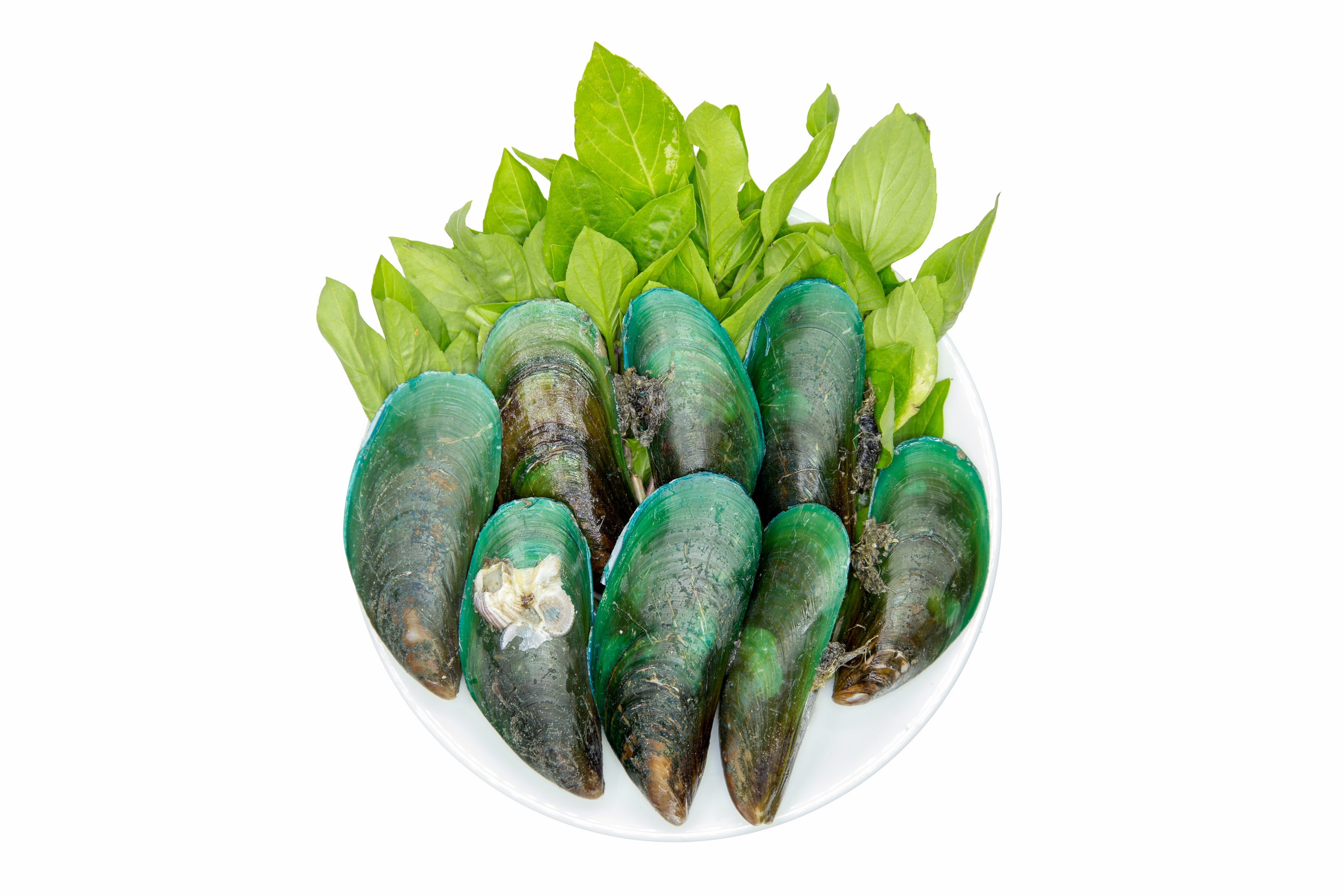 Green-Lipped Mussel 150g - Livstrong Pets